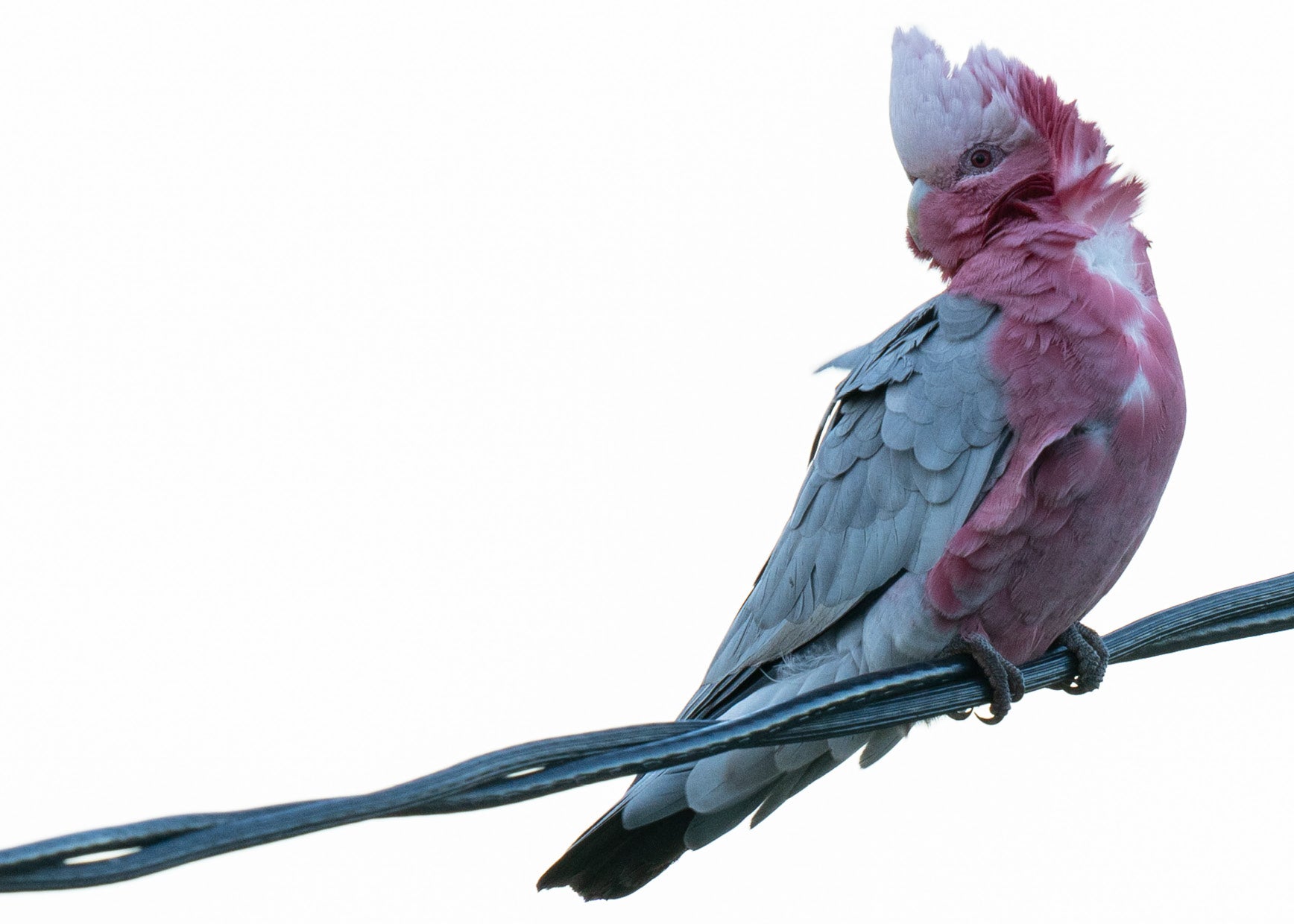 Bird On A Wire: Galah