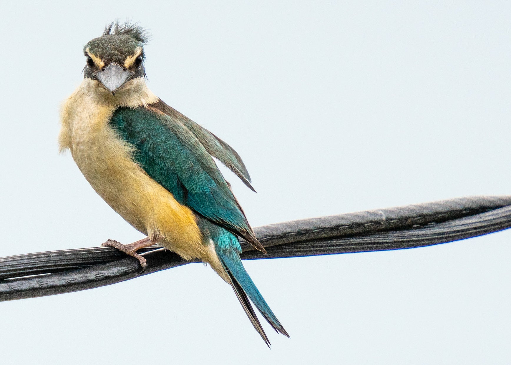 Bird On A Wire: Kingfisher