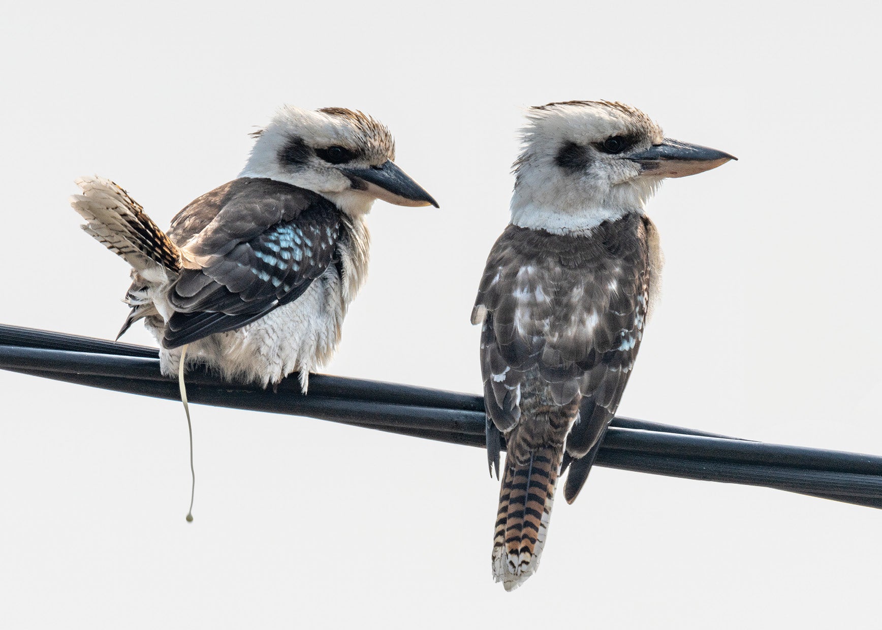 Bird On A Wire: Kookaburras