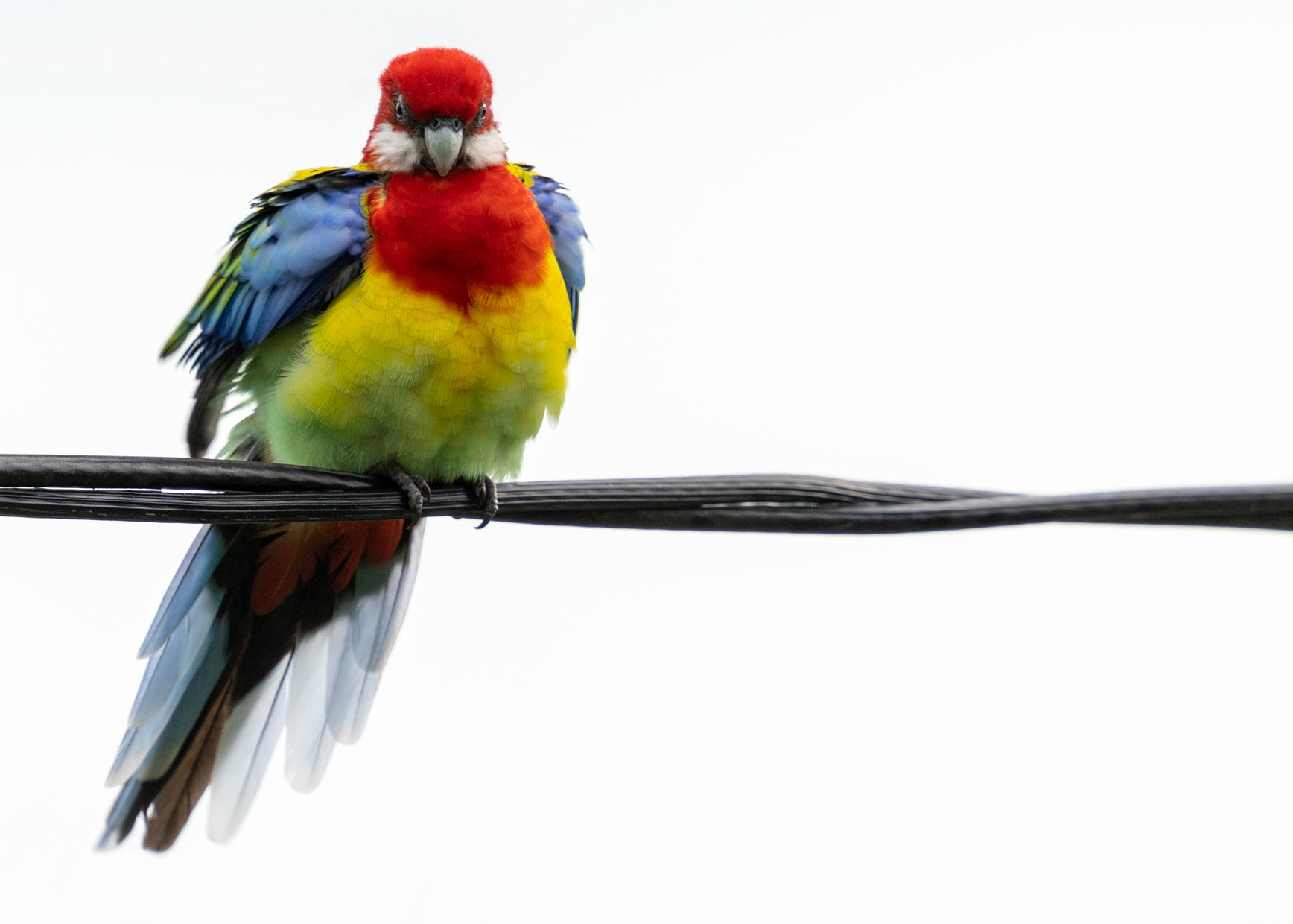 Bird On A Wire: Rosella