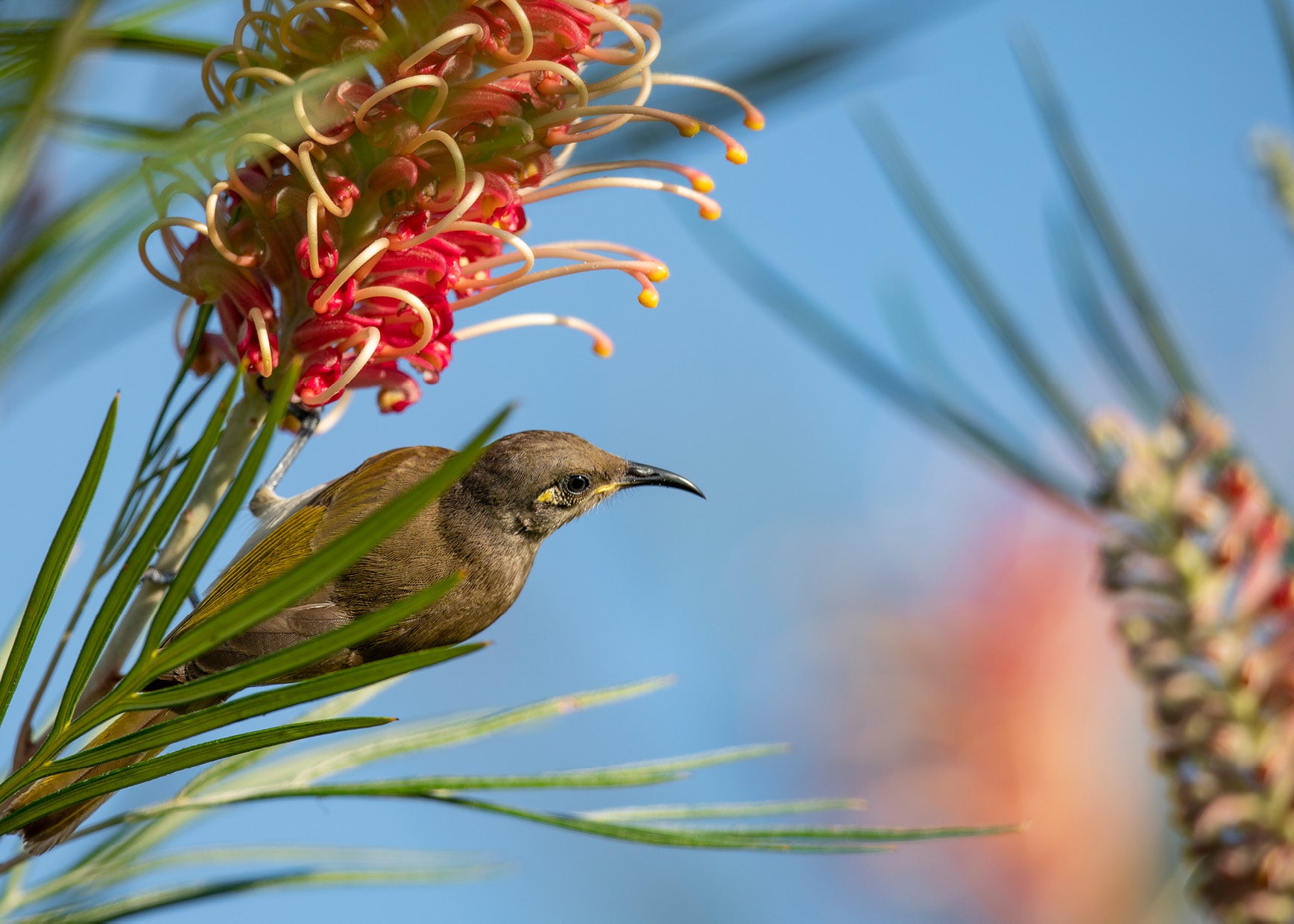 Brown Honeyeater