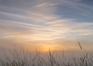 Grass Stalks Talk