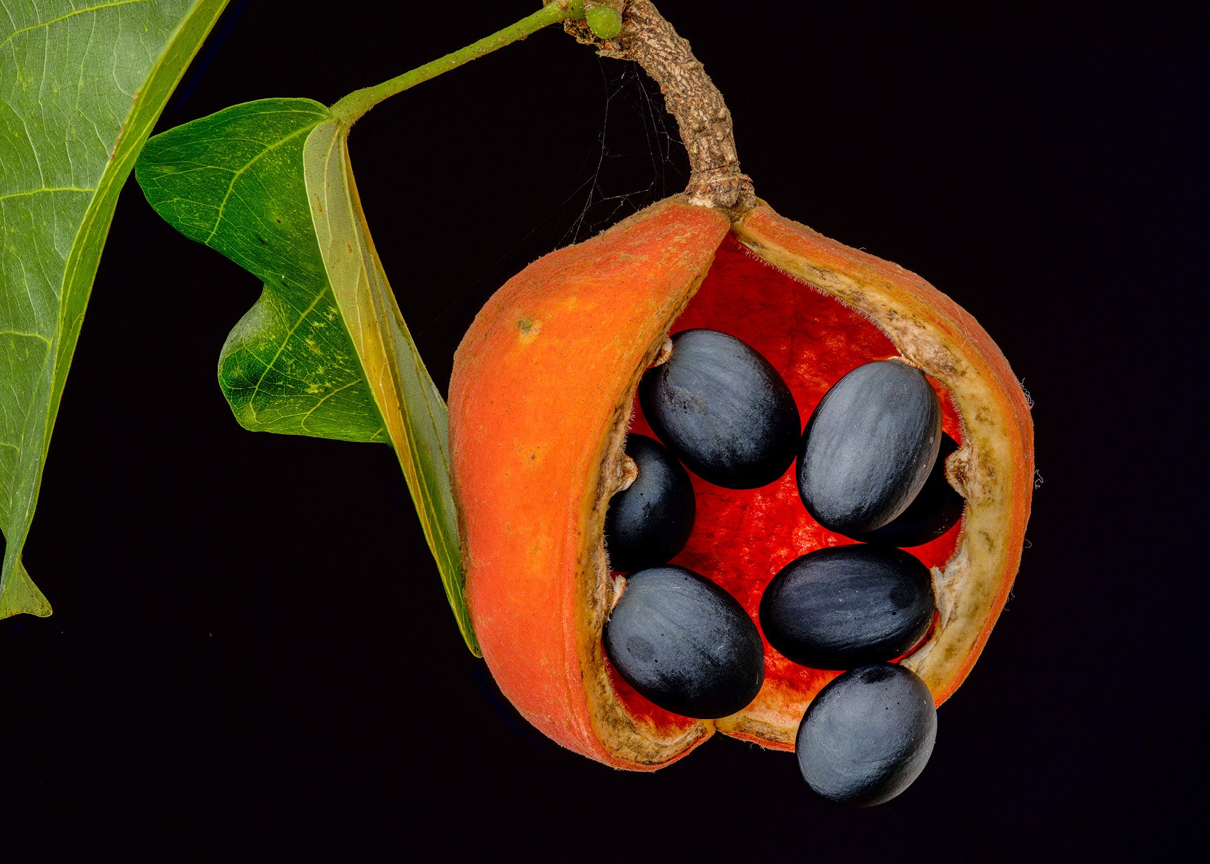 Kurrajong Seed Pod