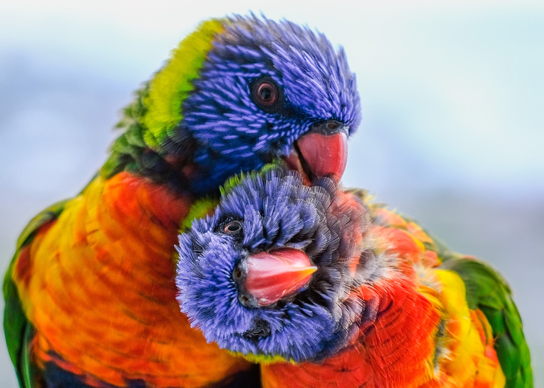 Bird On A Wire: Lorikeet Love