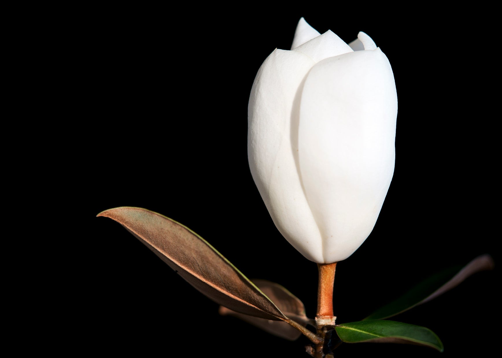 Magnolia