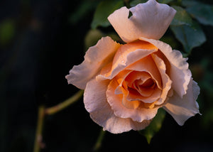 Morning Rose