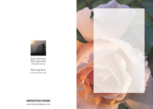 Morning Rose