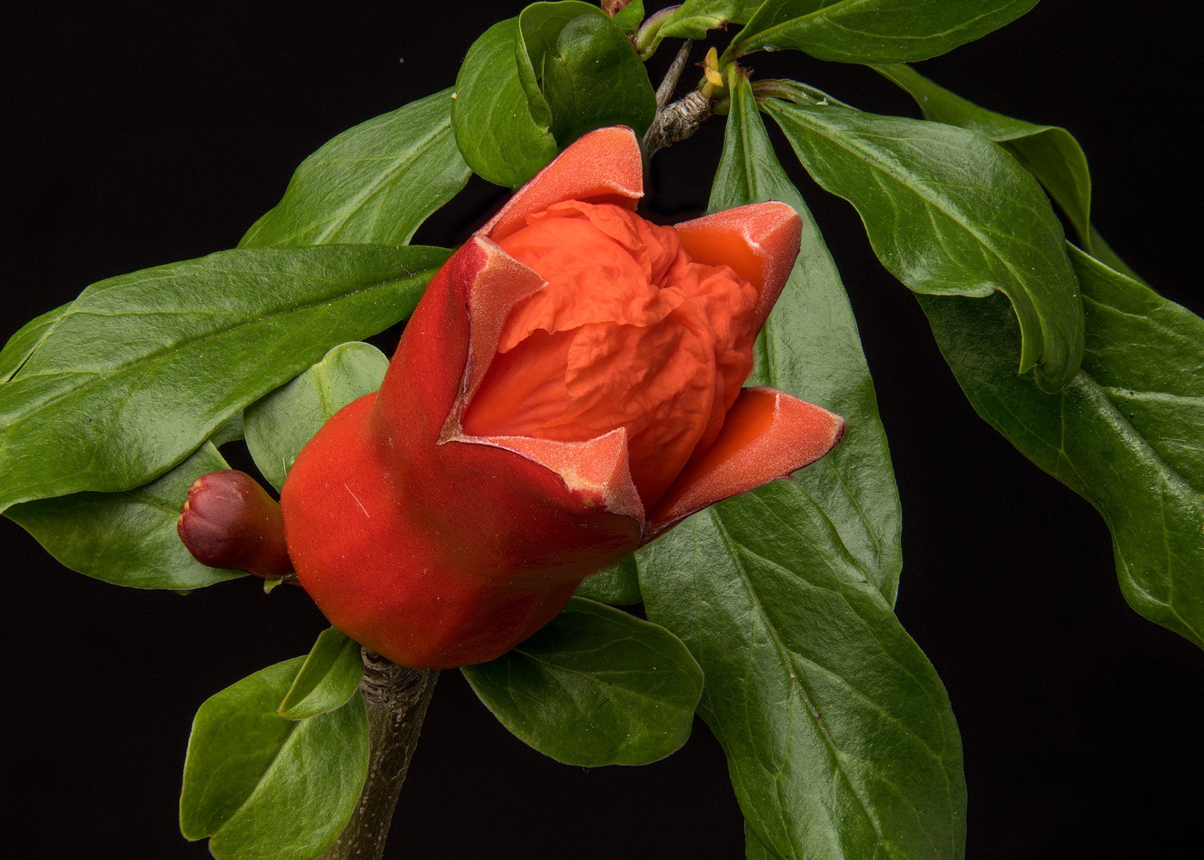 Pomegranate Flower Opening